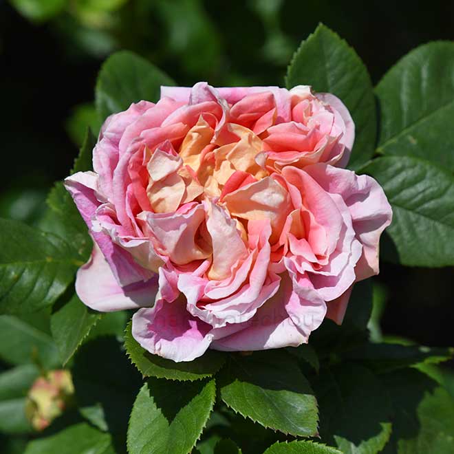 バラ ジュリエット｜花の手帖の薔薇図鑑