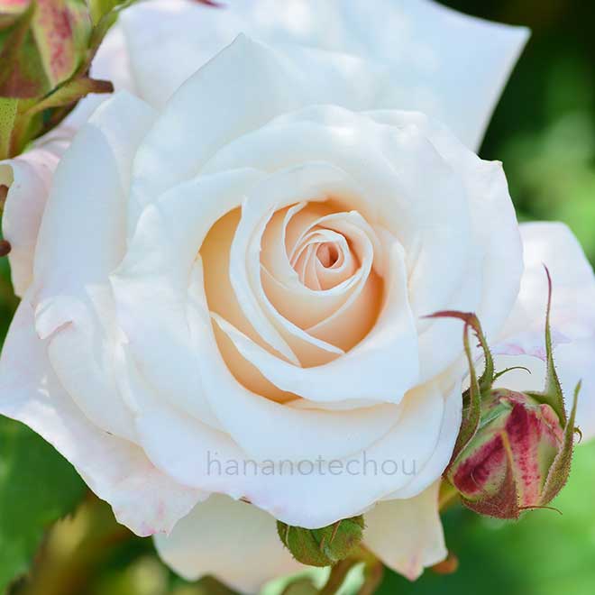 バラ ジューン ブライド｜花の手帖の薔薇図鑑