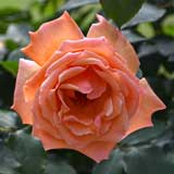 バラ ジャストジョーイ｜花の手帖の薔薇図鑑