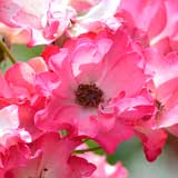 バラ サドラーズウェルズ｜花の手帖の薔薇図鑑