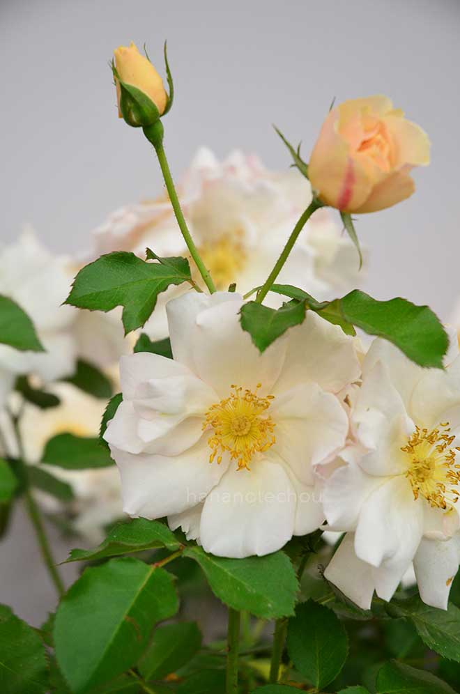 バラ サガ|花の手帖の薔薇図鑑