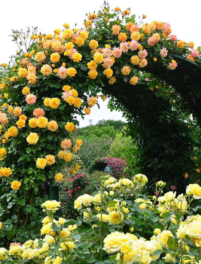 バラ サハラ’98｜花の手帖の薔薇図鑑