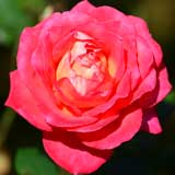 バラ |花の手帖の薔薇図鑑