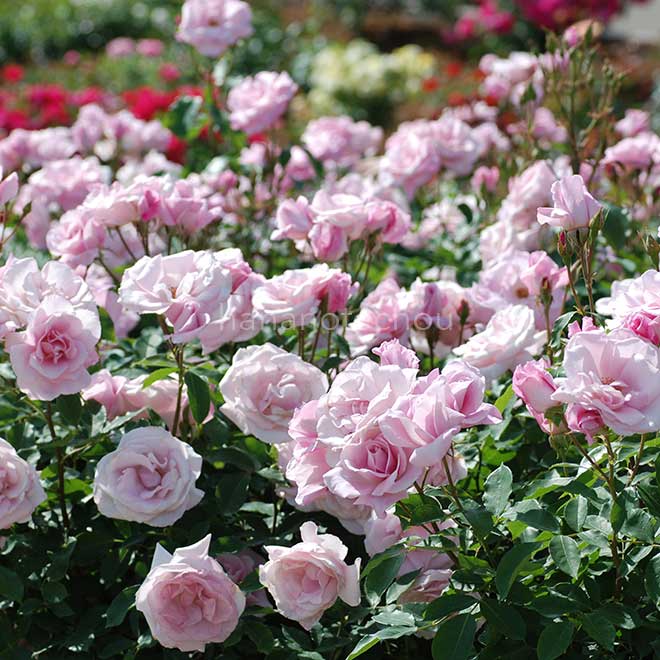 バラ 桜貝｜花の手帖の薔薇図鑑