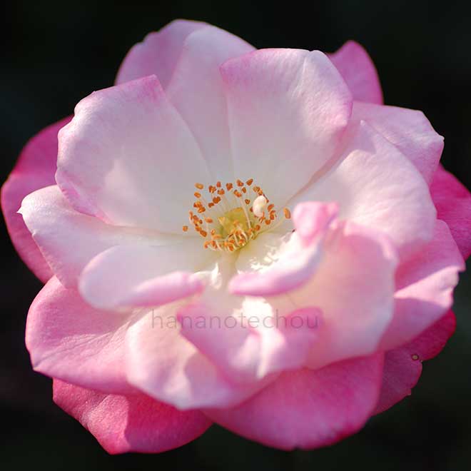 バラ 桜霞|花の手帖の薔薇図鑑