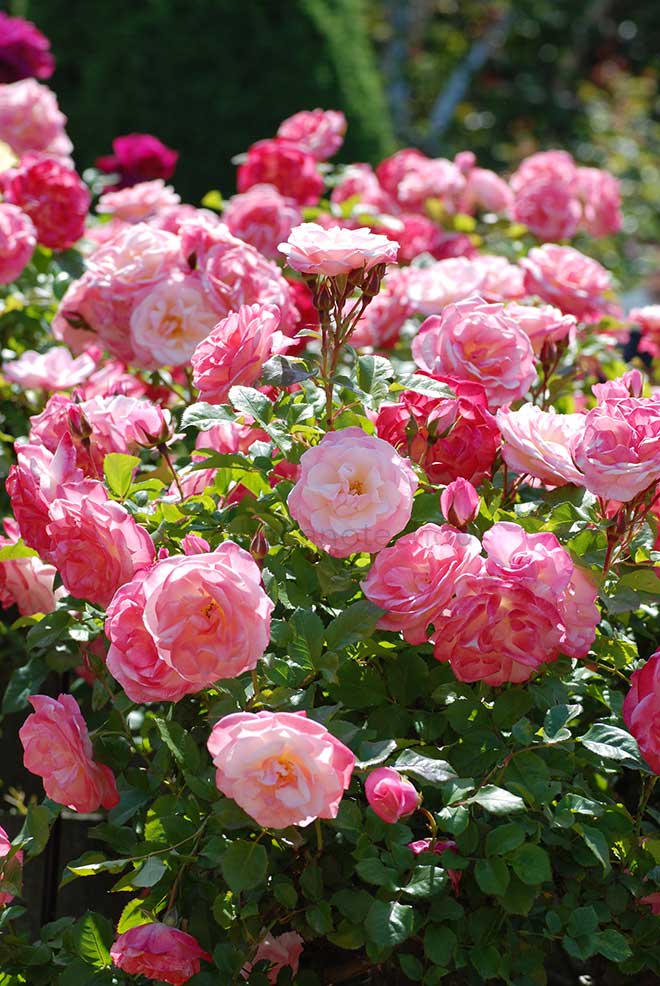 バラ 桜霞|花の手帖の薔薇図鑑