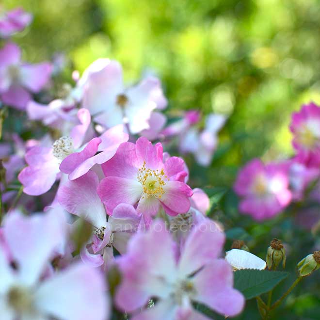 バラ 桜木|花の手帖の薔薇図鑑