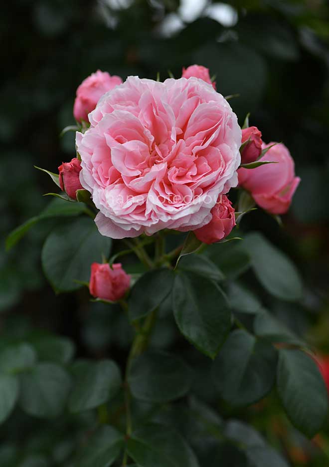 バラ 桜衣｜花の手帖の薔薇図鑑