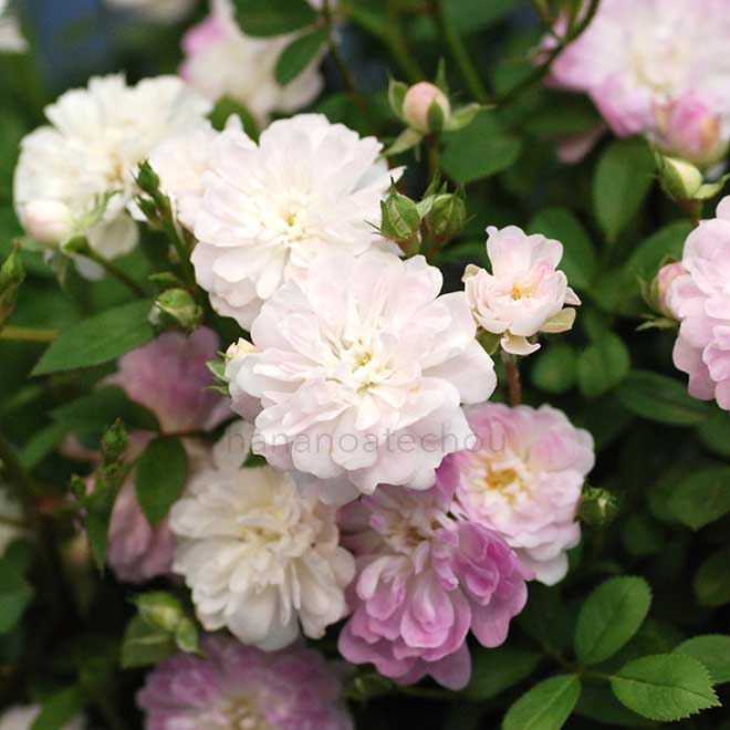 バラ 咲耶姫|花の手帖の薔薇図鑑