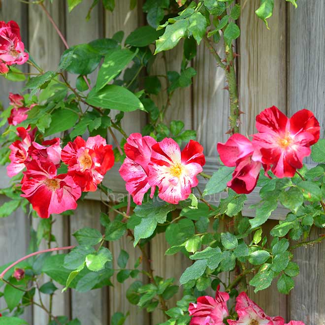 バラ サラマンダー｜花の手帖の薔薇図鑑