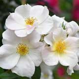 バラ サリーホルムズ｜花の手帖の薔薇図鑑