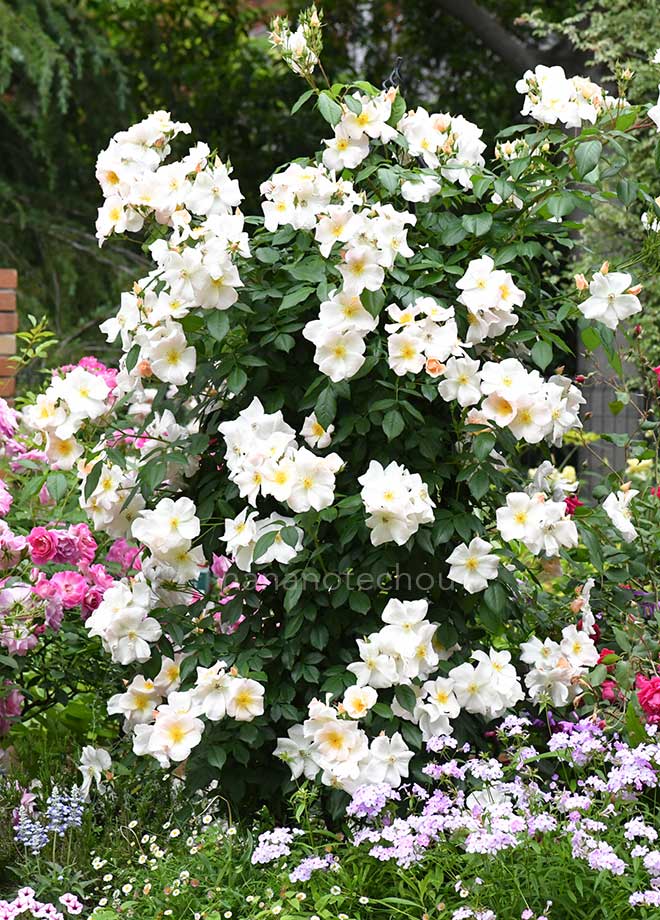 バラ サリー ホルムズ｜花の手帖の薔薇図鑑