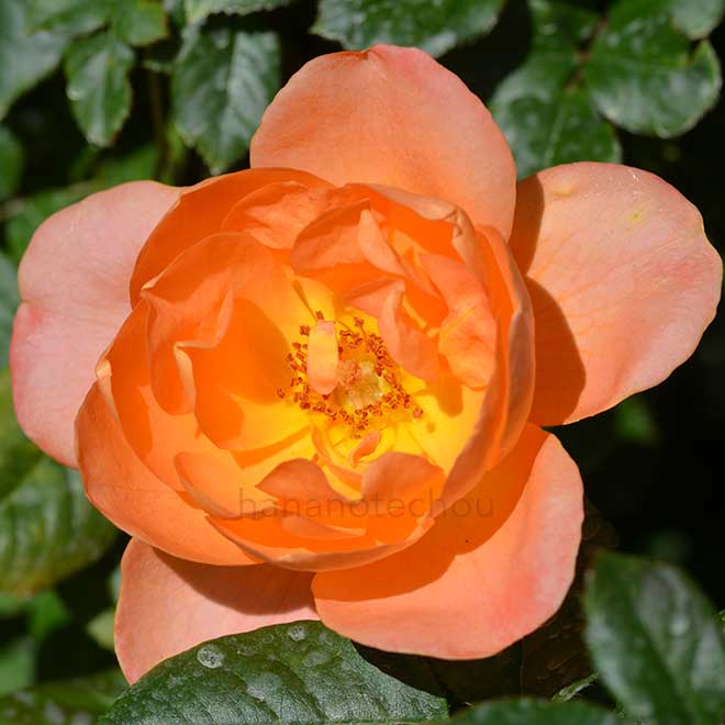 バラ サマリタン｜花の手帖の薔薇図鑑