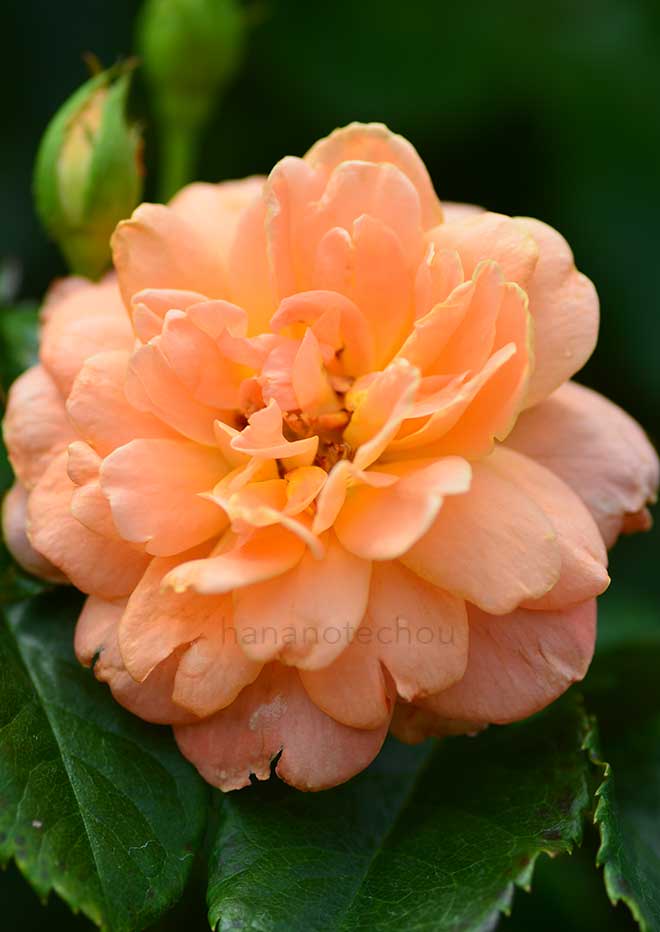 バラ サマリタン｜花の手帖の薔薇図鑑