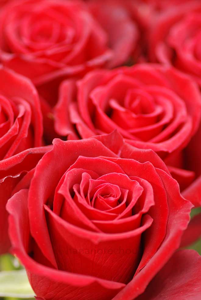 バラ サムライ08｜花の手帖の薔薇図鑑