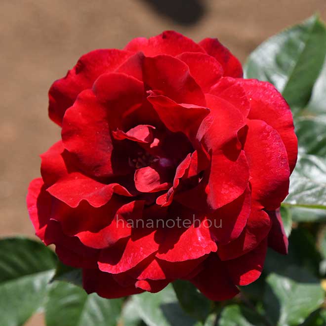 バラ サムライ｜花の手帖の薔薇図鑑