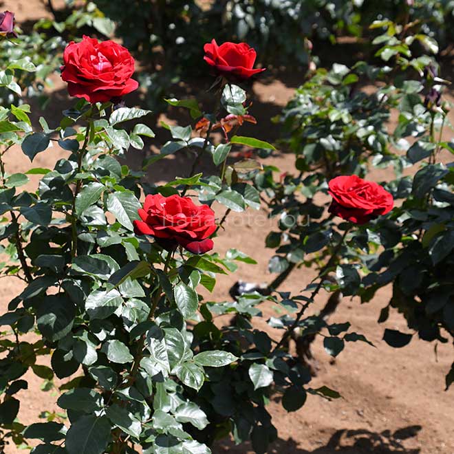 バラ サムライ｜花の手帖の薔薇図鑑