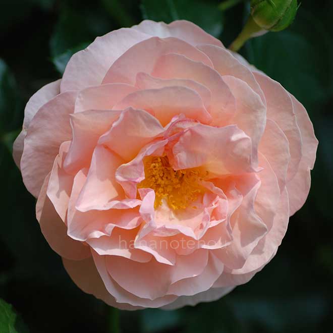 バラ ザンガーハウザー ユビレウムスローゼ|花の手帖の薔薇図鑑