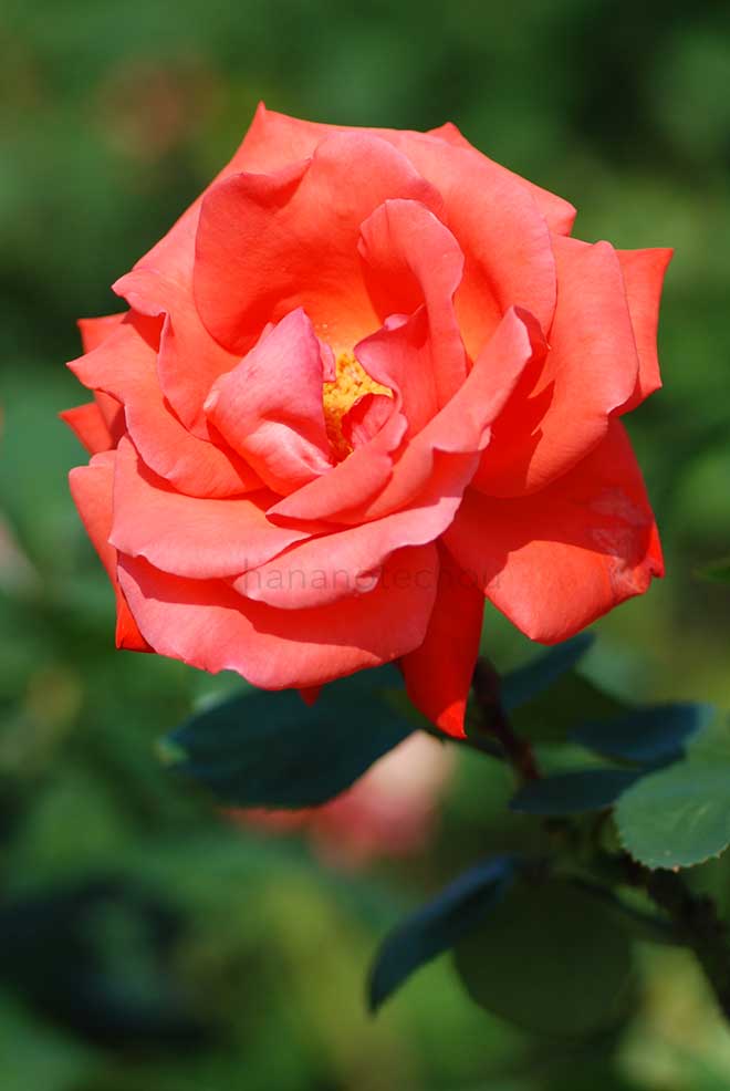 バラ 讃歌｜花の手帖の薔薇図鑑