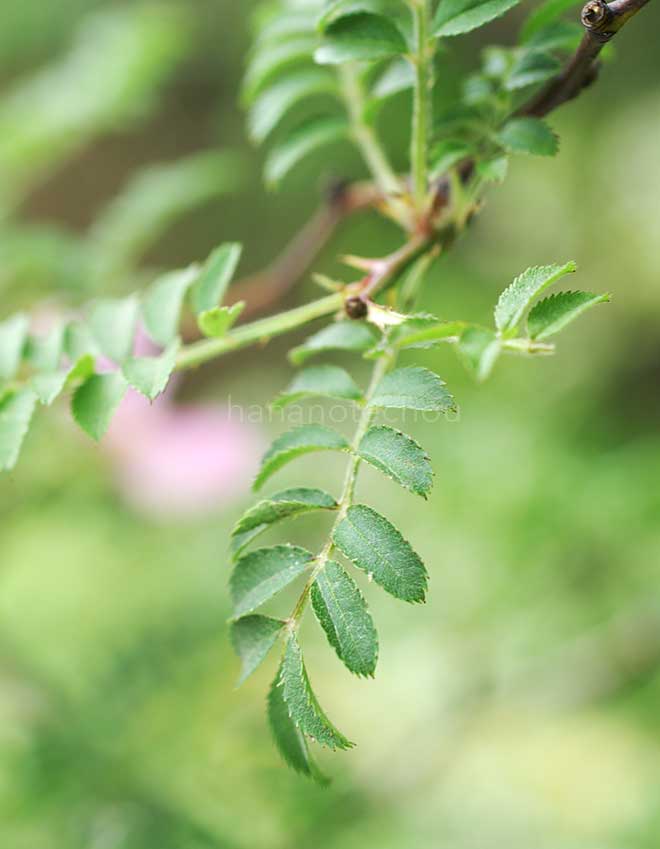 バラ 山椒薔薇｜花の手帖の薔薇図鑑