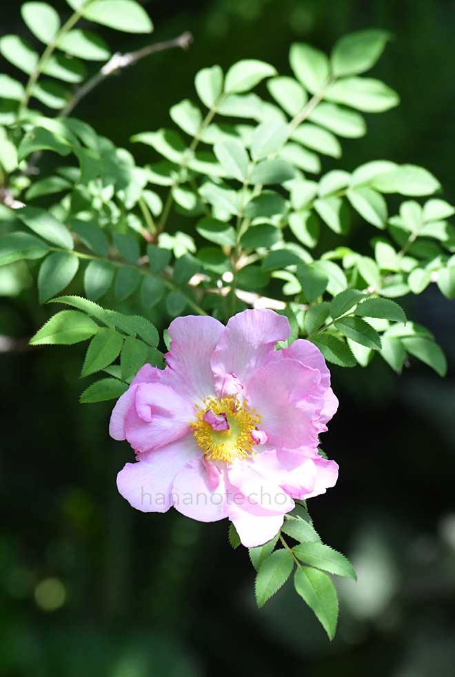 バラ 山椒薔薇 羽衣|花の手帖の薔薇図鑑
