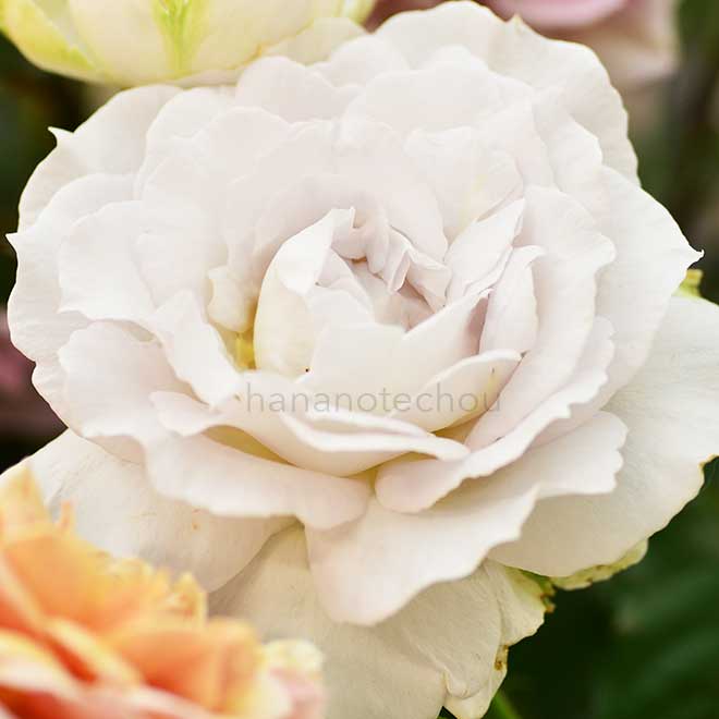 バラ サフィレット｜花の手帖の薔薇図鑑