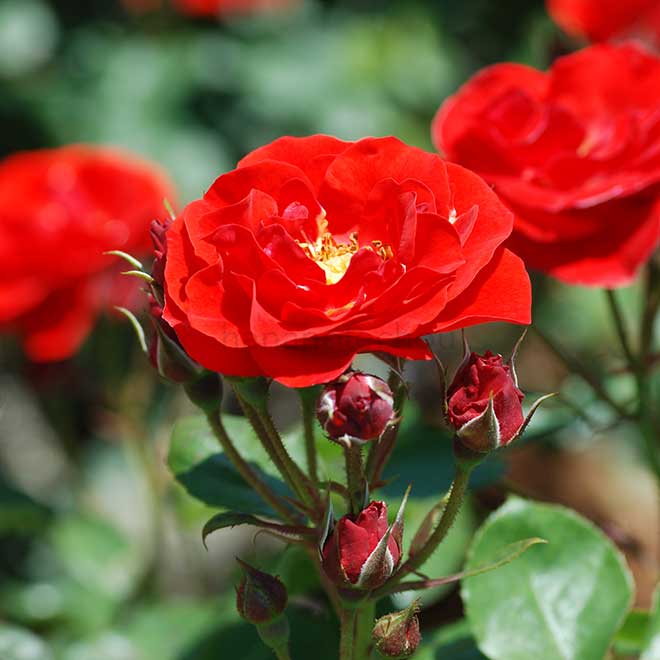 バラ サラバンド｜花の手帖の薔薇図鑑