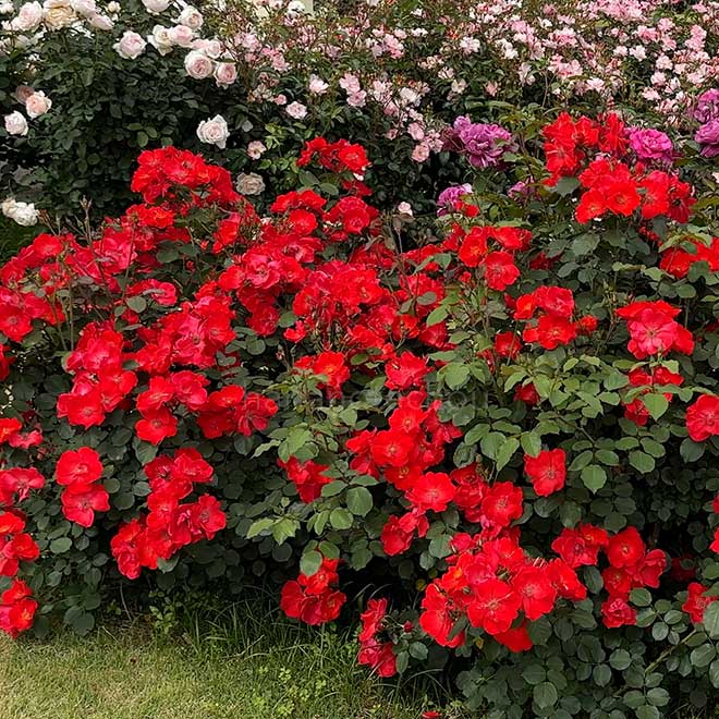バラ サラバンド｜花の手帖の薔薇図鑑