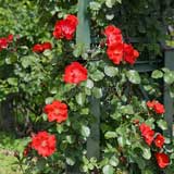 バラ チンチン｜花の手帖の薔薇図鑑