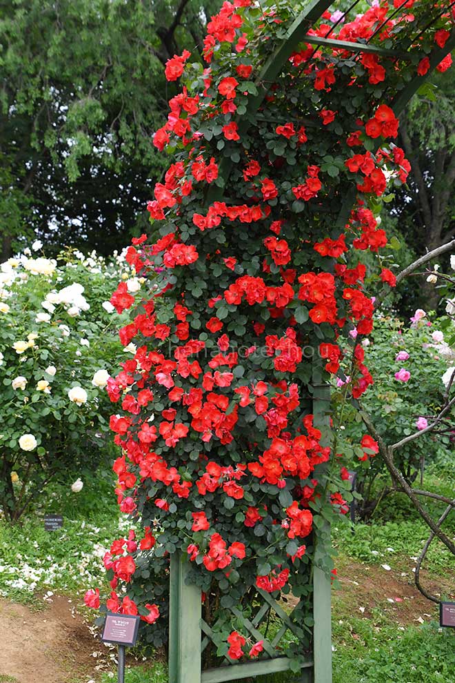 バラ つるサラバンド｜花の手帖の薔薇図鑑