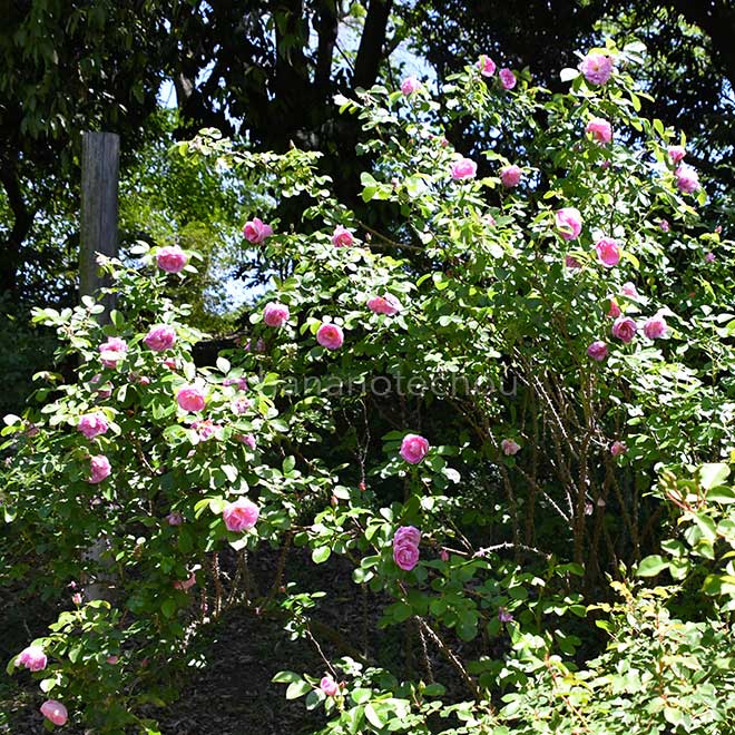 バラ サラ バン フリート｜花の手帖の薔薇図鑑