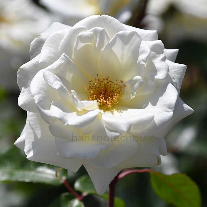 バラ サラトガ｜花の手帖の薔薇図鑑