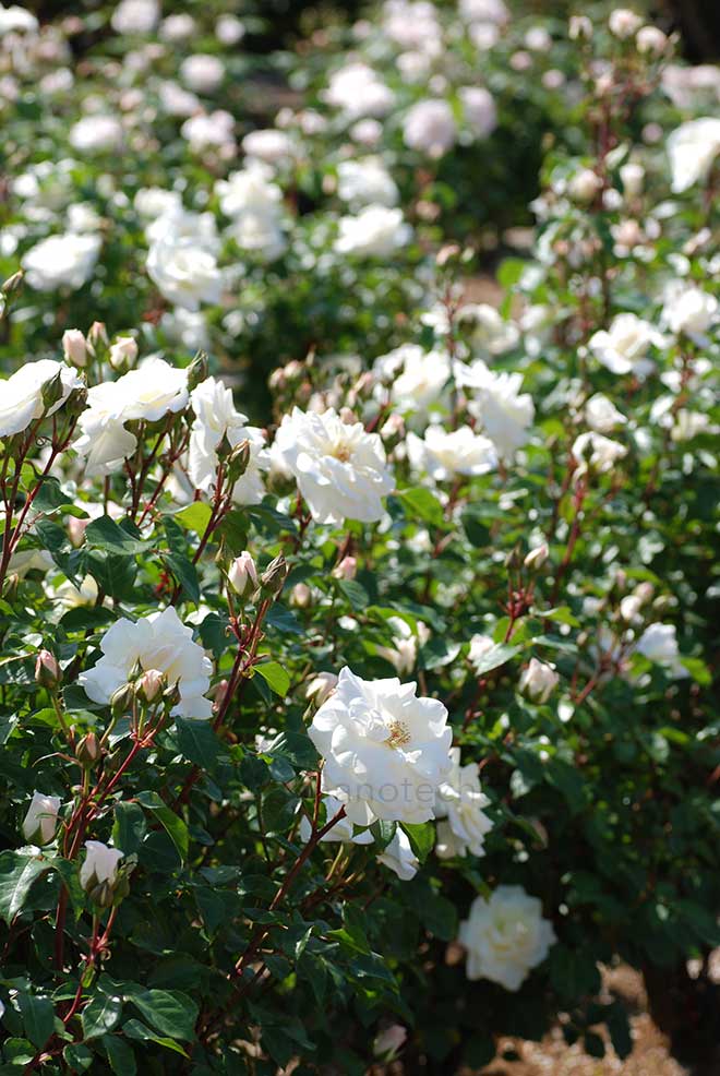 バラ サラトガ｜花の手帖の薔薇図鑑