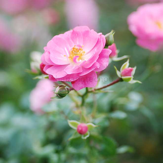 バラ サティーナ|花の手帖の薔薇図鑑