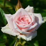 バラ 小夜曲｜花の手帖の薔薇図鑑