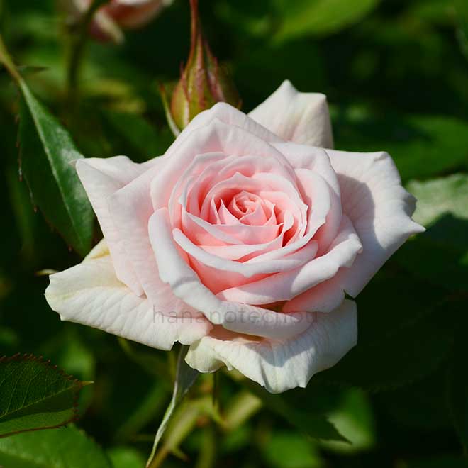 バラ 小夜曲|花の手帖の薔薇図鑑