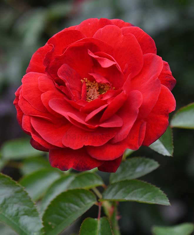 バラ スカーレット ボニカ｜花の手帖の薔薇図鑑