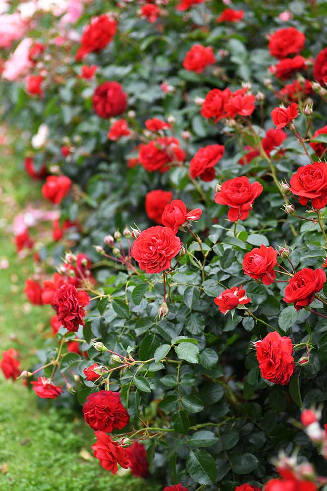 バラ スカーレット ボニカ｜花の手帖の薔薇図鑑