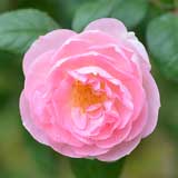 バラ セプタード アイル｜花の手帖の薔薇図鑑