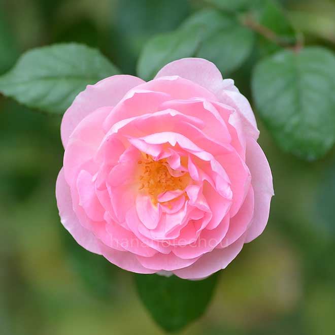バラ セプタード アイル｜花の手帖の薔薇図鑑