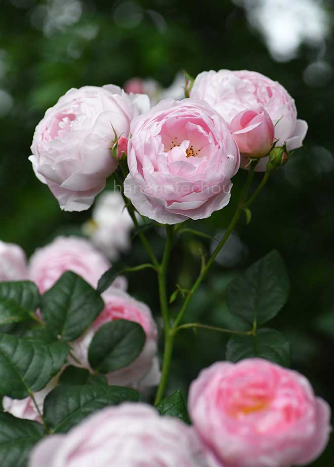 バラ セプタード アイル｜花の手帖の薔薇図鑑