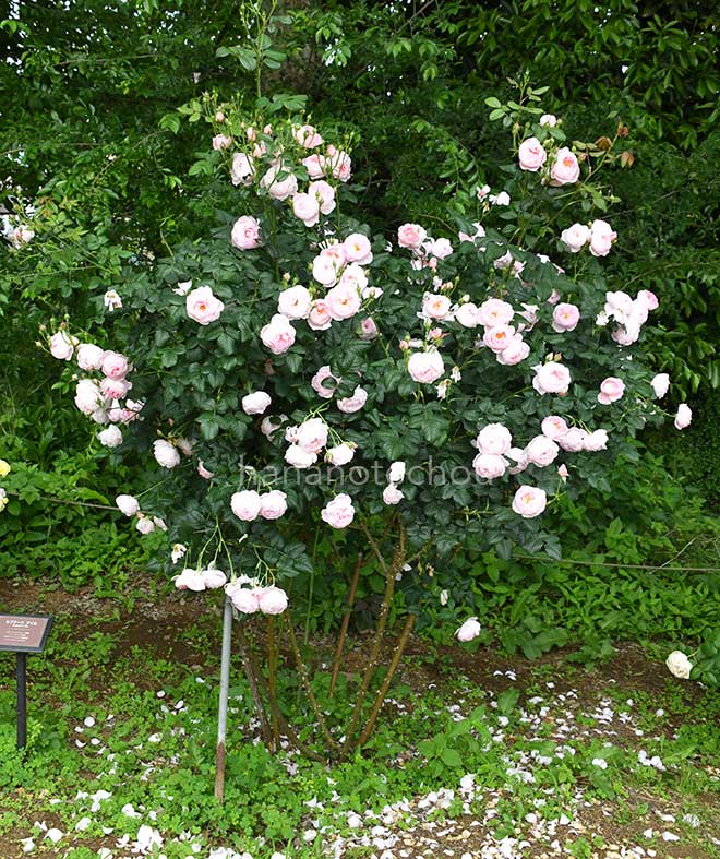 バラ セプタード アイル｜花の手帖の薔薇図鑑