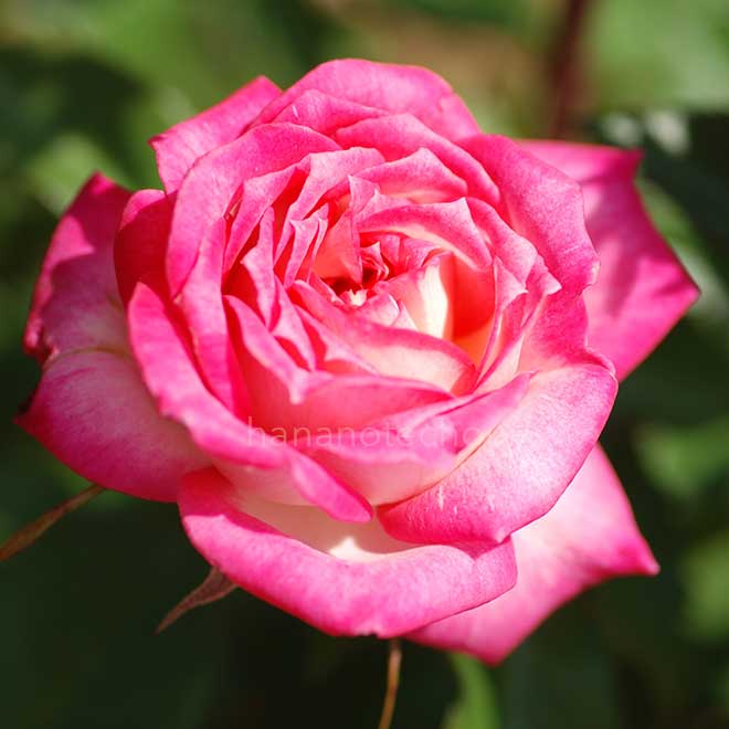 バラ シャンビラン｜花の手帖の薔薇図鑑