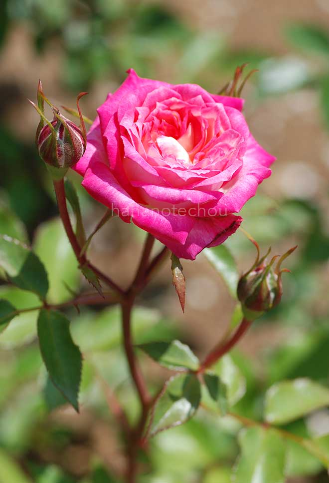 バラ シャンビラン｜花の手帖の薔薇図鑑