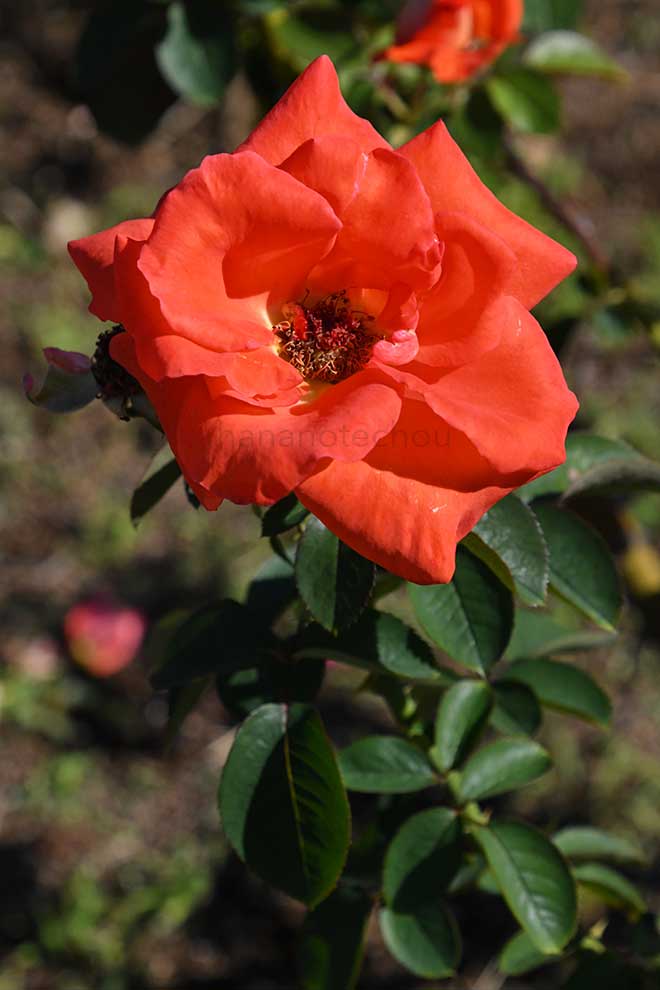 バラ スケルツォ|花の手帖の薔薇図鑑