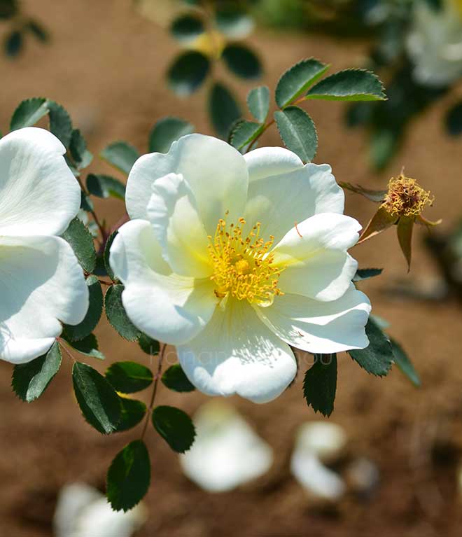バラ シュロス ソウスリッツ|花の手帖の薔薇図鑑
