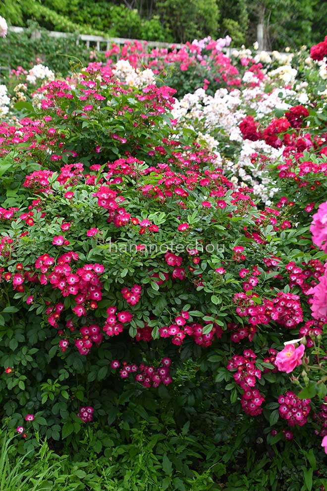 バラ シューベルト|花の手帖の薔薇図鑑