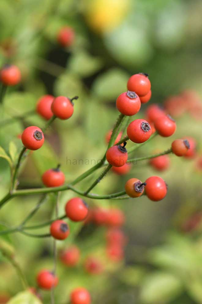 バラ シューベルト|花の手帖の薔薇図鑑