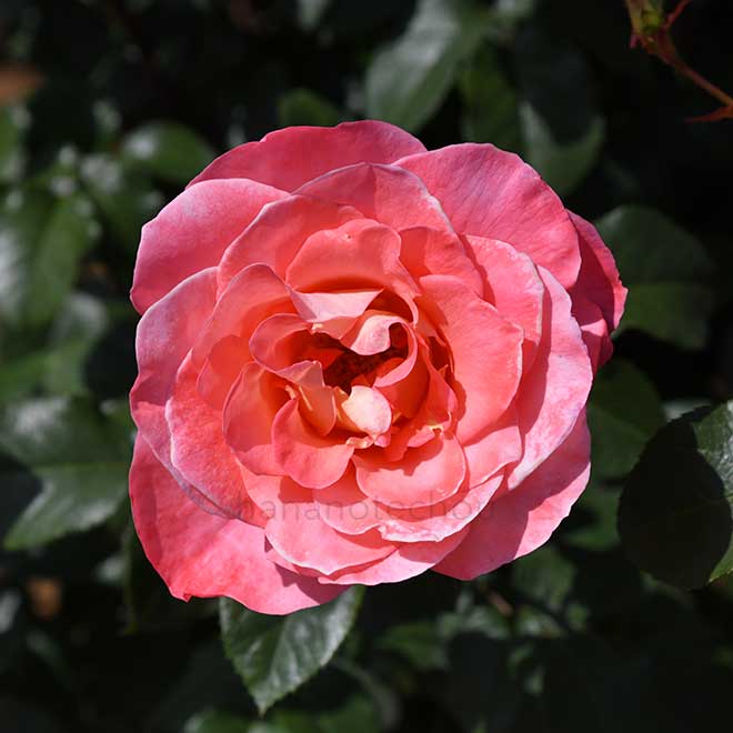 バラ シー パール|花の手帖の薔薇図鑑