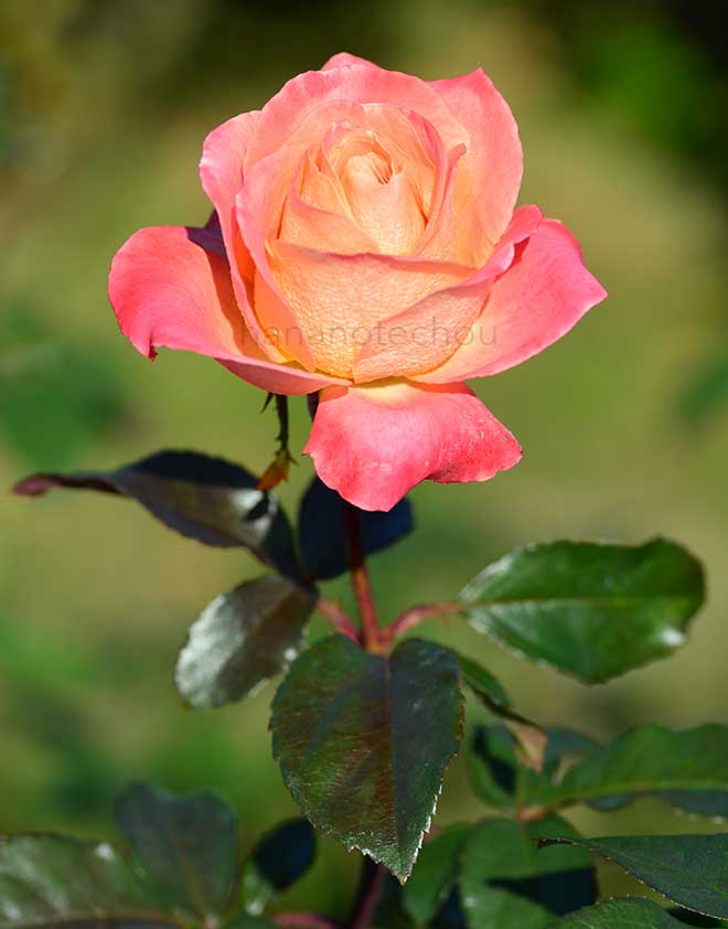 バラ シー パール|花の手帖の薔薇図鑑